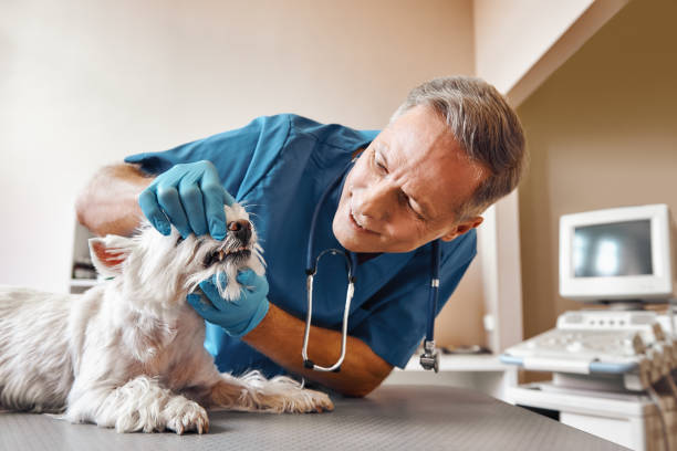 Best Emergency Treatment for Toothache in Lookout Mountain, GA